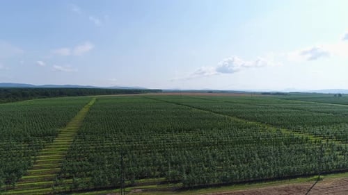 Aerial Panorama of Orchard Agriculture