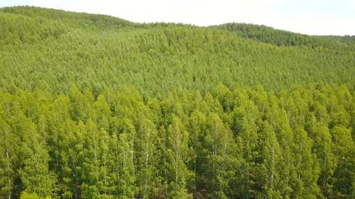 Green Forest Nature