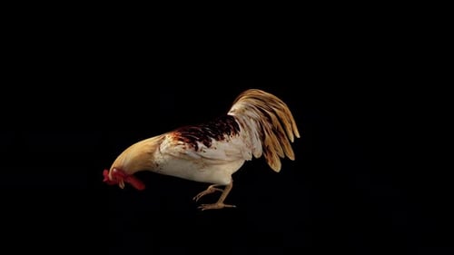 Rooster Eat View from Side