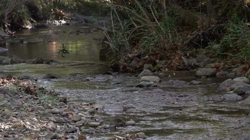 Little Stream In The Forest 2