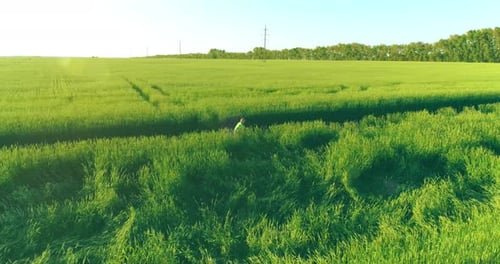 Aerial View on Young Boy, That Rides a Bicycle Thru a Wheat Grass Field on the Old Rural Road