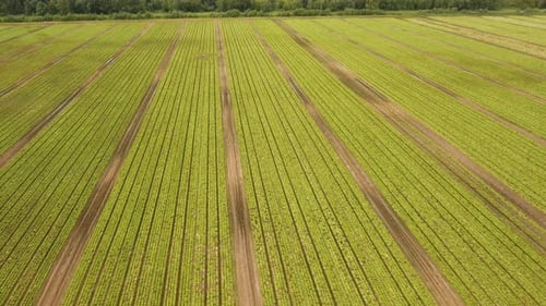 Field with Rows of Salad.