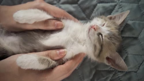 Tiny Kitten Sleeping Peacefully in Gentle Hands