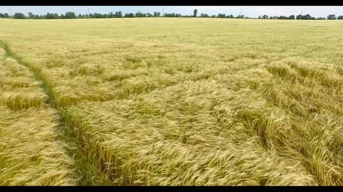 Field of Ears Wheat Are Moving Nicely in the Wind