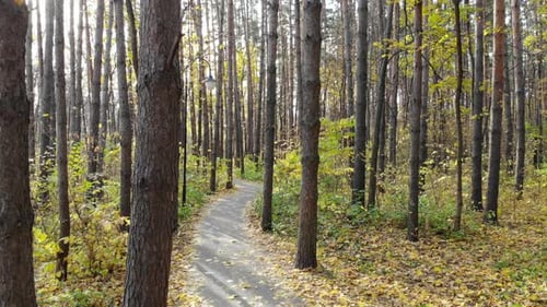 Beautiful Trail in the Autumn Forest or Urban Park