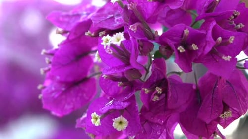 Magenta Bougainvillea Flowers Blooming in Daylight