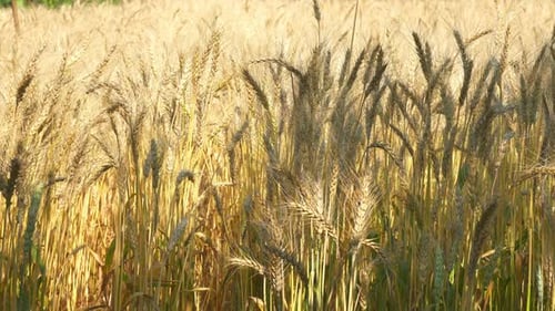 Grain Field