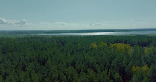 Luftaufnahme der wunderschönen Natur mit Mischwald und glänzendem Fluss bei sonnigem Wetter Prores
