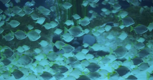 Flock of Fish Swim in the Blue Water. Closeup.