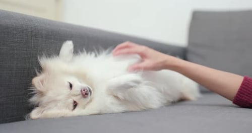 White Dog Getting Belly Rubs on Sofa