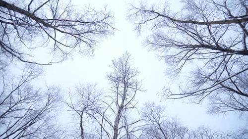 The Forest in Winter
