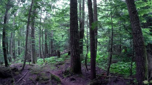 Vue d'une zone forestière 4k