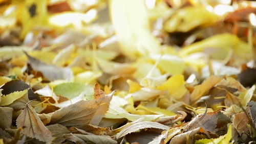 Vibrant Close Up of Colorful Autumn Leaves