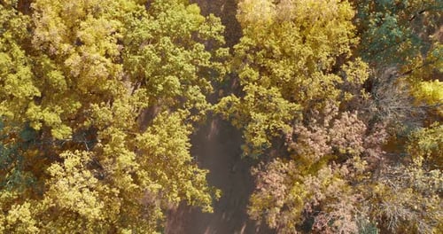 Top Down Autumn Wood. Nature Background. Aerial Top View of Autumn Forest with Colorful Trees