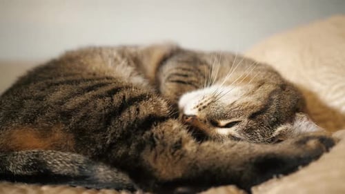 Brown Tabby Cat Sleeping Curled Up Indoors