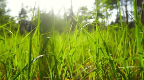 Summer Floral Moving Green Grass Field Sun Rays