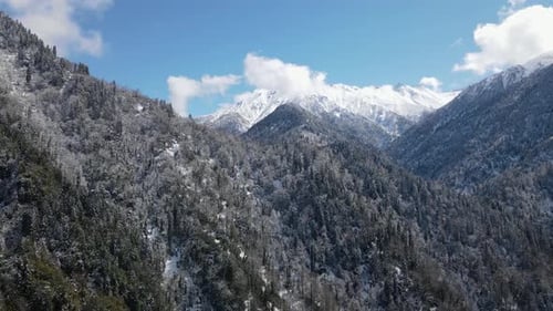 Snow Capped Mountains And Forests