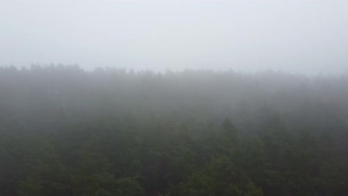 Forest Strong Fog Aerial Drone View