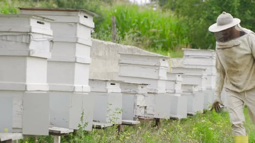 The beekeeper checks the hives.
