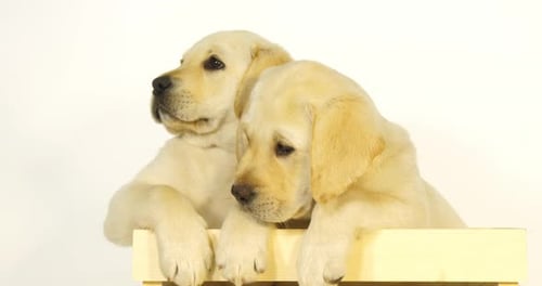 Gelber Labrador Retriever, Welpen spielen in einer Box auf weißem Hintergrund, Normandie, Zeitlupe 4K