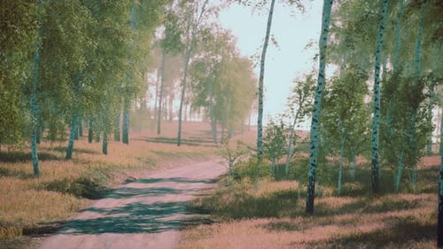 Birch Forest in Sunlight in the Morning