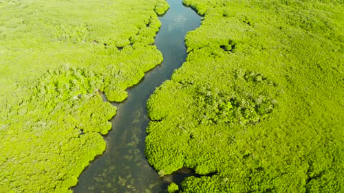 Aerial View of Mangrove Forest and River.