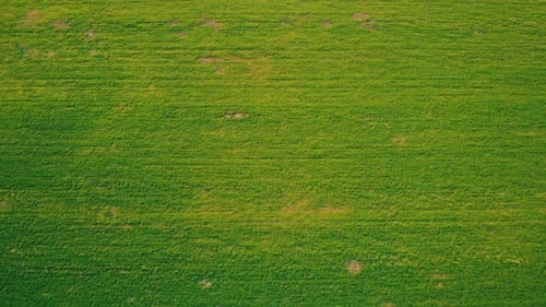 Aerial View on Agricultural Field