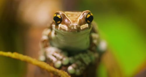 Mission Goldäugiger Laubfrosch oder Amazonas-Milchfrosch Trachycephalus Resinifictrix