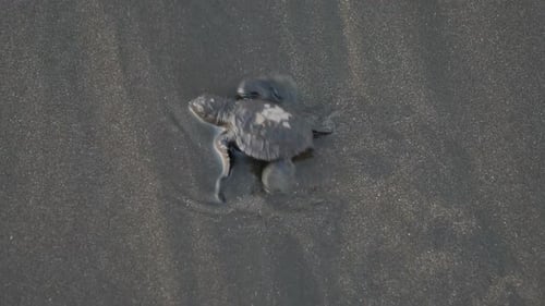 Atlantic Ridley Meeresschildkröte überquert den Strand