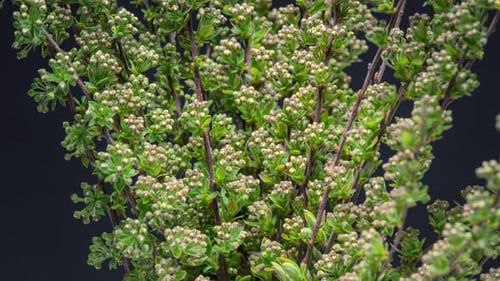Close Up of Blooming Plant with White Flowers