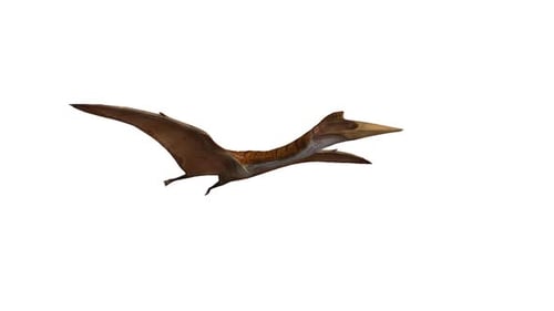Animated Pteranodon Flying on Alpha Channel Loop