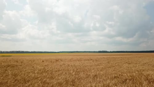 Aerial view of the land sown with wheat. Spikelets of wheat are ripening on the sun