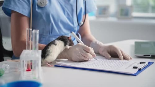 Veterinary Clinic Laboratory Rat Walks on Table Among Medicines and Reagents with Female Doctor in