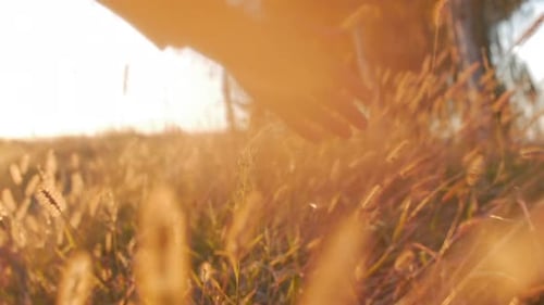 Female Farmer Hand Touching Touching Grass, Wheat, Corn Agriculture on the Field Against a Beautiful
