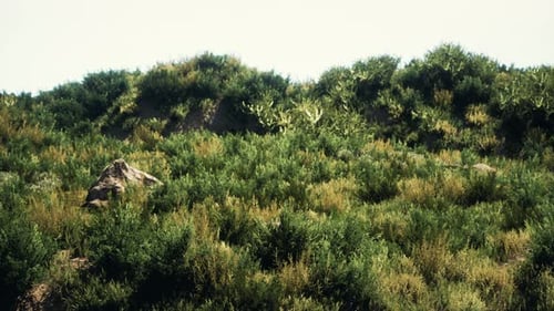 Beach Dunes with Long Grass