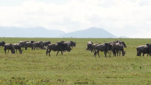 Gran cantidad de ñus durante la migración en el parque nacional del Serengeti, Tanzania