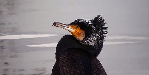 Seevogel 1