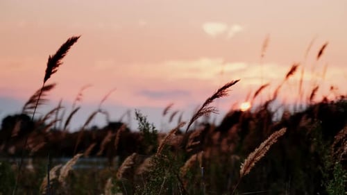 Reed Against Orange Sunset Sky