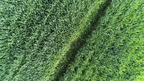 Aerial Top View of Green Agriculture Fields