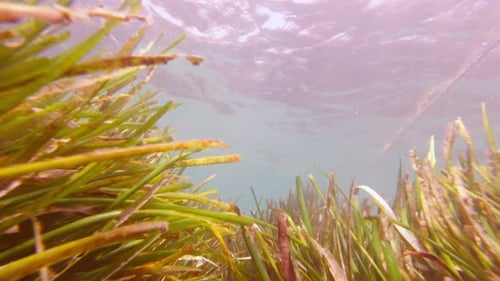 Schöne Algen unter Wasser