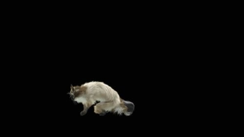 Cat Jumping HD
