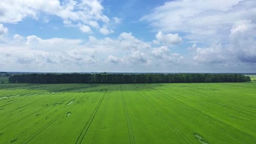 Flying Over A Wheat Field Among The Trees