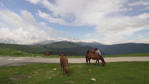 Berglandschaft mit grasenden Pferden Transalpina Rumänien
