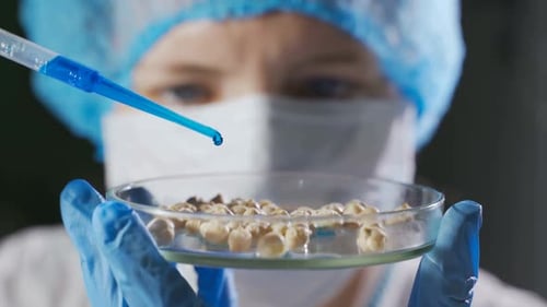 The Researcher Conducts a Genetic Experiment Treats Plant Seeds with Chemical Reagents