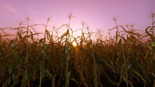 Gelber Mais auf Stielen für die Ernte bei Sonnenuntergang