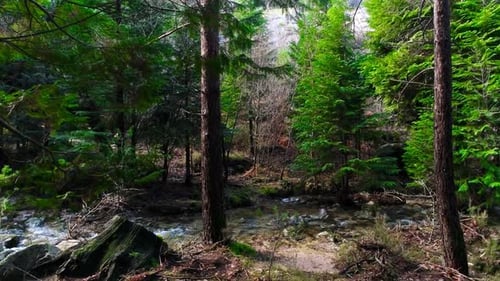 Bois de rivière