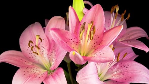 Pink Lily Flowers Blooming in Dramatic Close Up