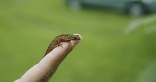 A Female Hands Holds a Lizard in His Hand, the Lizard Looks Into the Camera Close Up