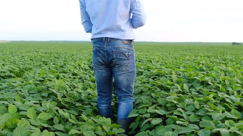A Young Agronomist Studies Plants in a Field and Uses a Tablet