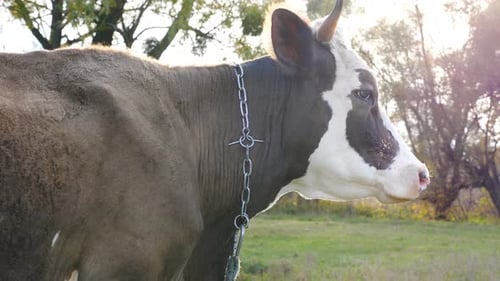 Close Up Muzzle of Cow Standing at Lawn and Looking Calmly To Something. Cute Friendly Animal